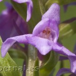 Detalle de Gymnadenia conopsea
