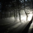 Aragón conserva una rica variedad de bosques: desde los pinares negros de alta montaña a los tamarizales del valle del...