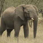 Macho de elefante
