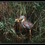 IMG_2754Web650px