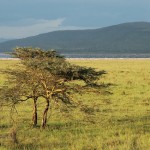 LAGO-NAKURU-009