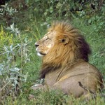 Impresionante macho de León