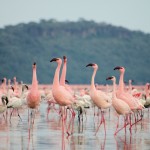 Grupo de flamencos en el Lago Nakuru