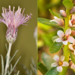 Jurinea pinnata    Glaux maritima