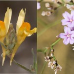 Linaria glauca subsp. glauca          Limonium viciosoi