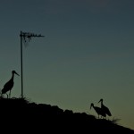 cigüeñas en Almuniente