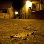 salamanquesa en la plaza de Serveto
