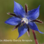 Flor Silvestre de Borraja (Borago officinalis)