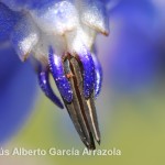 Detalle de una flor silvestre de borraja (Borago officinalis) con una pequeña araña roja (Tetranychus urticae), Utilicé una Nikon D80 con un objetivo Sigma 105 macro, a 1/60 segundos f/6,3 para que el fondo estuviese difuminado, la iluminación es natural aunque me serví de un reflector lateral para suavizar las sombras