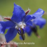 Flor Silvestre de Borraja (Borago officinalis)
