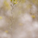 _MG_0205