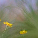 _MG_0359