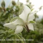 Flor Cultivada de Borraja (Borago officinalis)