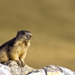 marmota