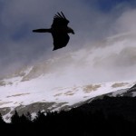 Quebrantahuesos volando entre nubes y montañas