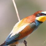 abejaruco