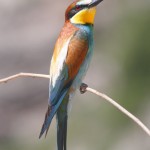 abejarucoeuropeo3