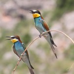 abejarucoeuropeo4