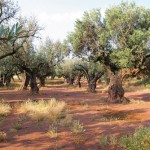olivar