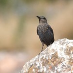 roquerosolitario