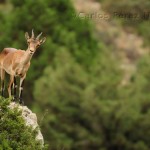Cabras montés