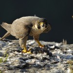 Halcón Peregrino