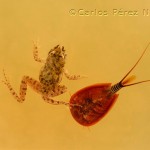 triops con sapillo