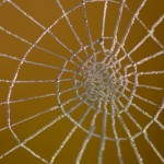 telaraña_Carlos_2Premio_CategoriaJoven_Naturaleza
