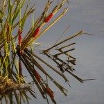 Puestas en las plantas de arroz.