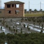 Campo infestado de puestas de Caracoles Manzana.