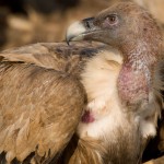 Los animales salvajes solo deben interactuar con sus semejantes, no con las personas