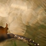 B5-macro-11