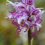 Orchis simia. Única localización de Aragón que yo sepa.