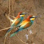 Abejaruco europeo