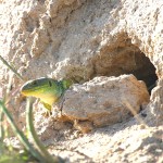 Lagarto